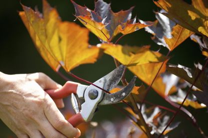 Hand Pruning Maple Tree Leaf
