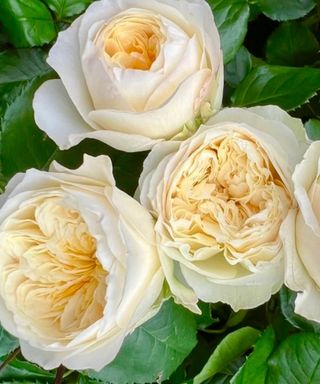 Lemon yellow Royal Park rose blooms