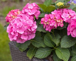 Close-up of pink hydrangea flowers on potted plant