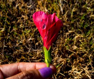 hibiscus botrytis blight on fallen flower