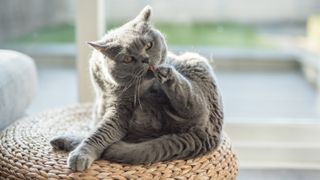 British Shorthair cat grooming themselves