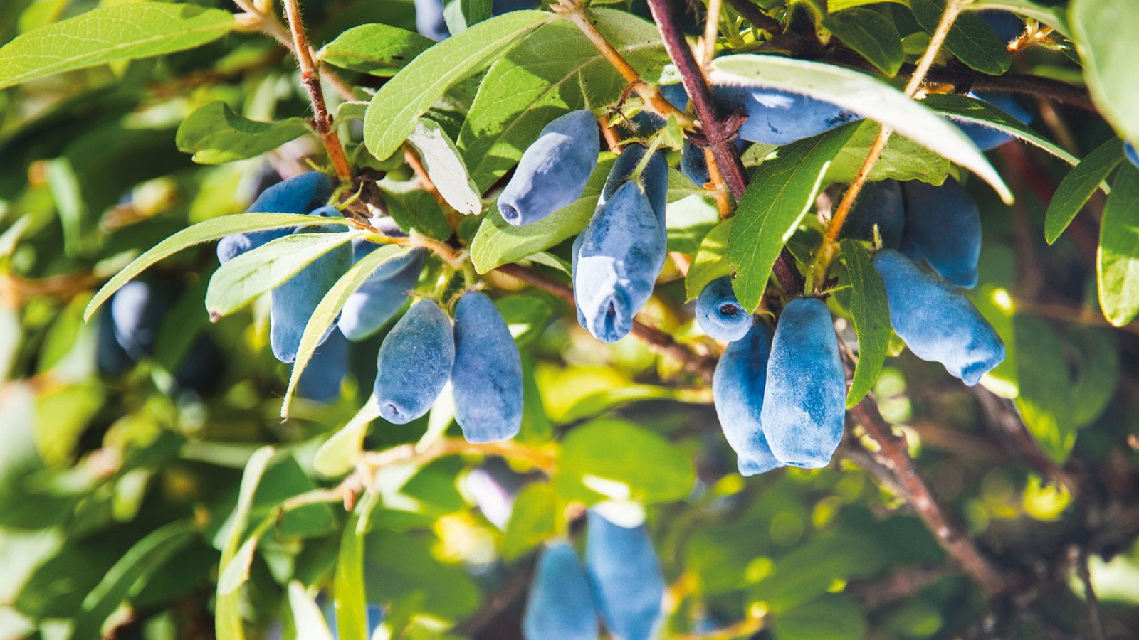 How to grow honeyberry plants for early fruit harvests | Homes and Gardens