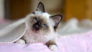 cutest cat breeds