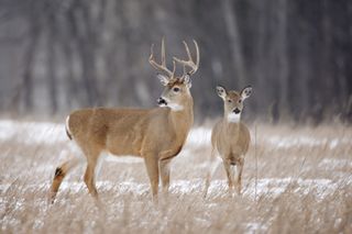 白尾鹿雄鹿和多鹿在雪田中。