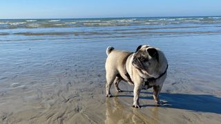 Sam's pug Alice on a beach by the shore