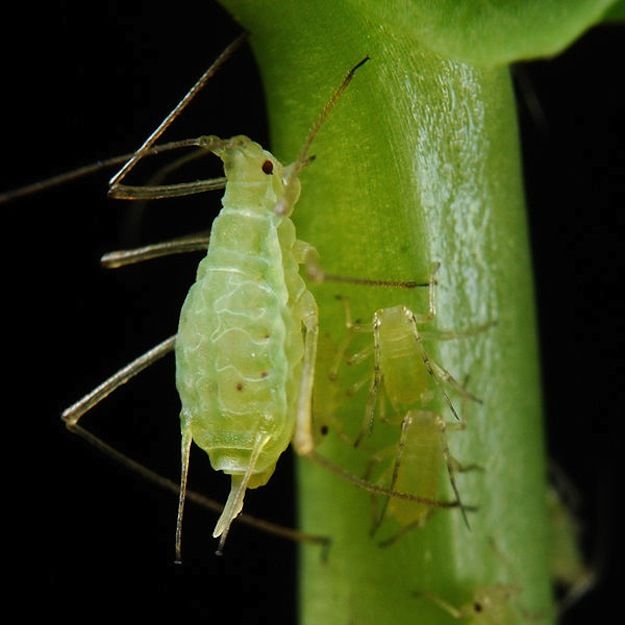 Pea aphids.