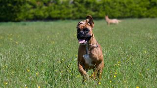 Boxer running in the field