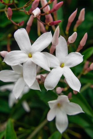 close up of Jasminum officinale in flower