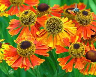Heleniums like sunny borders that hold moisture well