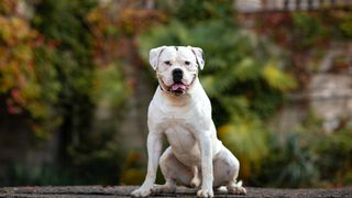 American Bulldog