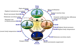 daylight saving time, circadian rhythms, body clock, diabetes, insomnia, jet lag, sleep-related disorders