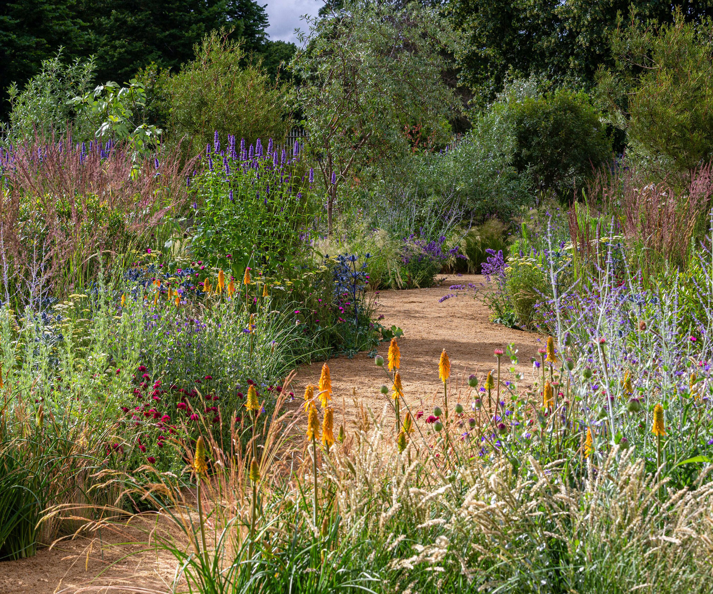 naturalistic planting scheme with ornamental grasses and perennial plants such as red hot pokers, with gravel path winding through it