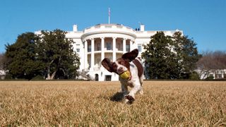 President George W Bush's English springer spaniel in front of White House