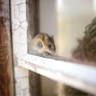 Mouse on windowsill in shed