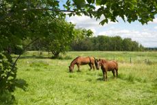 two horses in a field