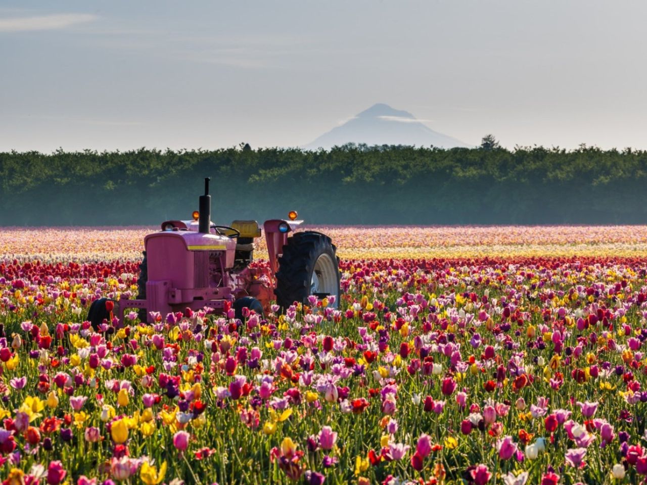 Pink Tractor In A Colorful Tulip Field