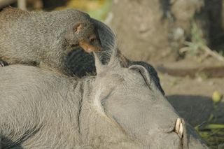 Mongooses groom a warthog.