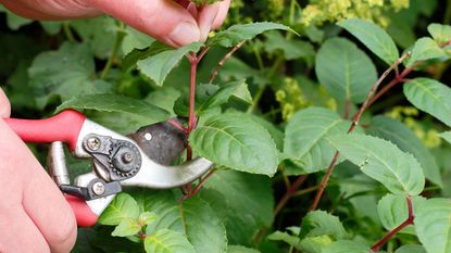 Taking softwood fuchsia cuttings using pruners