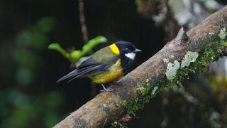 A bird with black, yellow and white feathers.