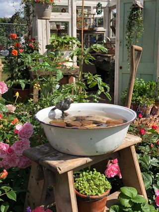 water bowl in the 'Down Memory Lane' garden by The Blue Diamond team