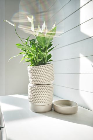 A peace lily in a white textured planter stacked on an identical planter with a draining tray