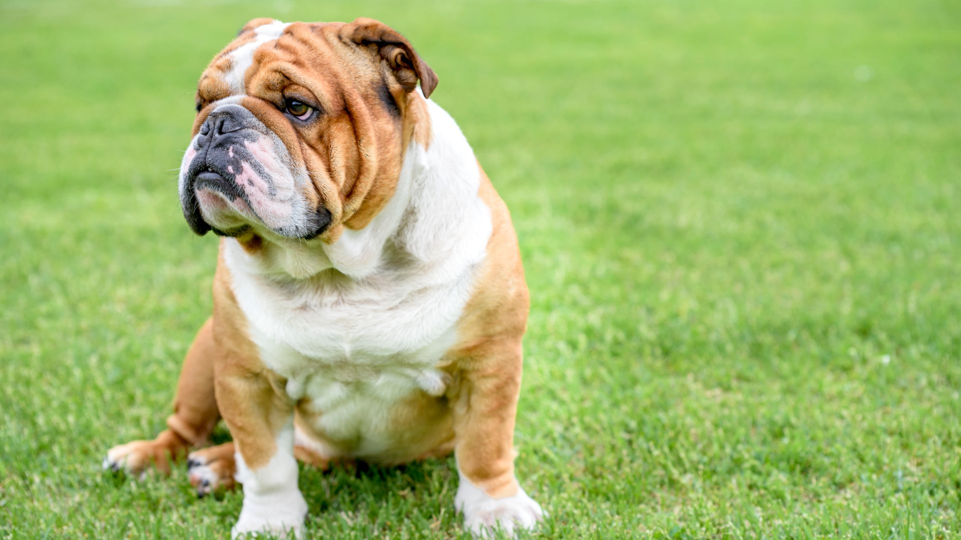 English Bulldog sat on a lawn