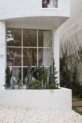Catus garden build into white clad wall