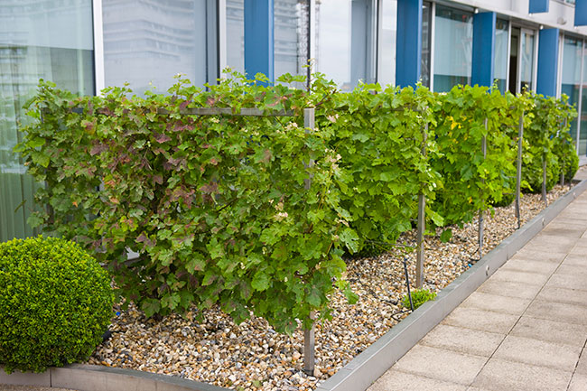 November 2015: The Decanter Vineyard