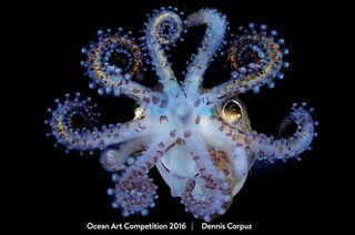 Photographer Dennis Corpuz spotted this Bobtail squid (Sepiolida) hovering just above the ocean bottom in Anilao, Philippines. It flared open its tentacles for just a few seconds as Corpuz snapped some shots. This one brought him first prize in the macro