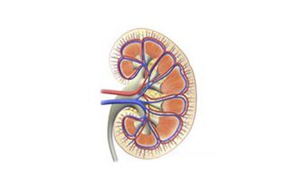 kidney, kidney disease, kidney function