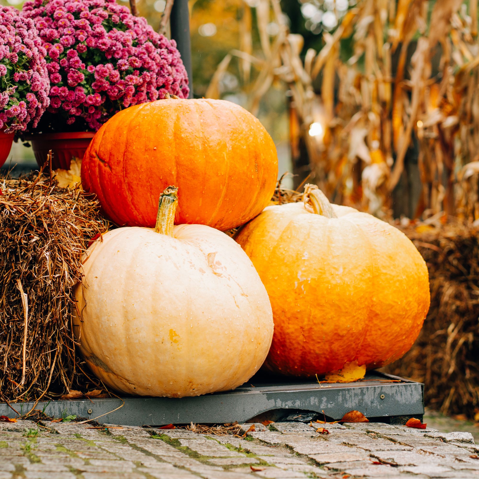 pumpkins