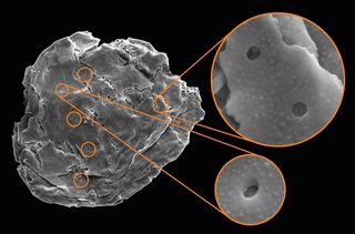 Circular holes in a microfossil from the Chuar Group of the Grand Canyon in Arizona are thought to have been formed by predatory vampire-like protists that drilled into the walls of their prey.