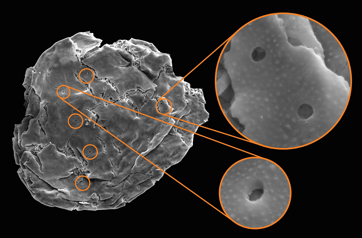 Circular holes in a microfossil from the Chuar Group of the Grand Canyon in Arizona are thought to have been formed by predatory vampire-like protists that drilled into the walls of their prey.