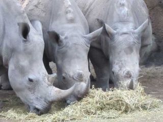 The zoo's white rhinos snack on hay while a kudu antelope looks on.