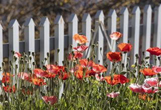 A garden with blooming orange poppies