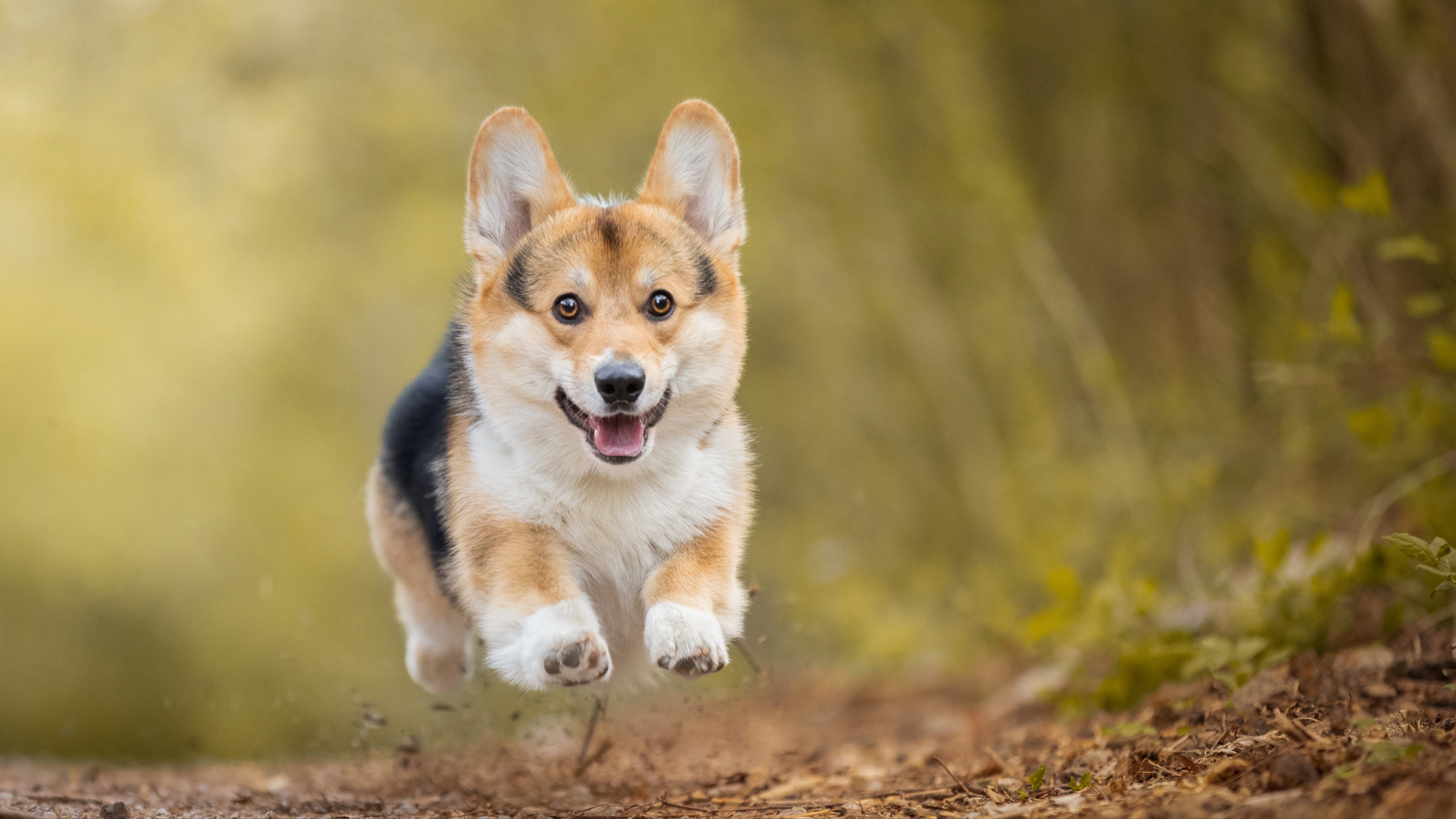 Corgi flying through the air as it runs down a path