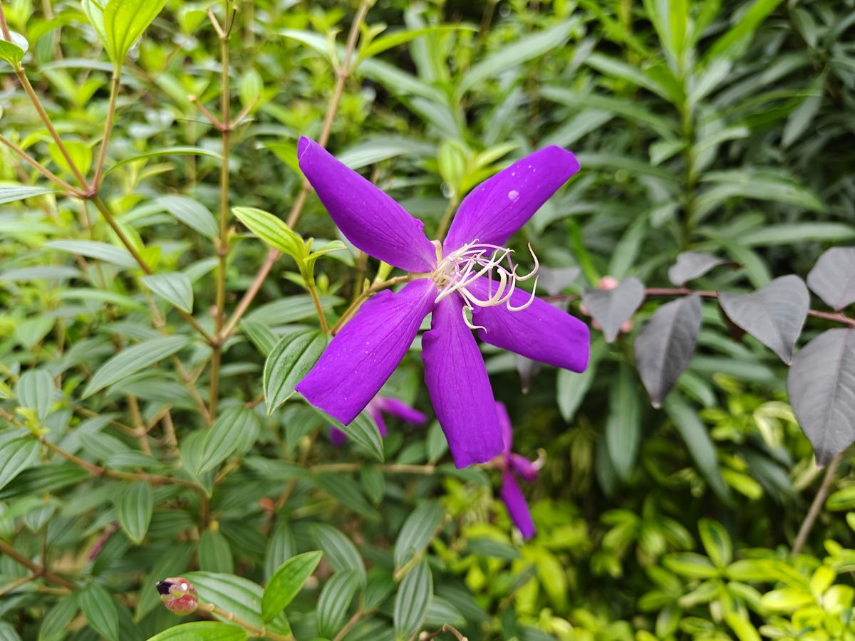 OnePlus 13R camera shots
