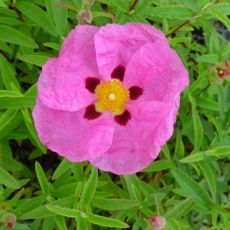 Cistus from Waitrose Garden