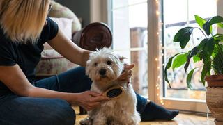 Dog hates being outlet brushed