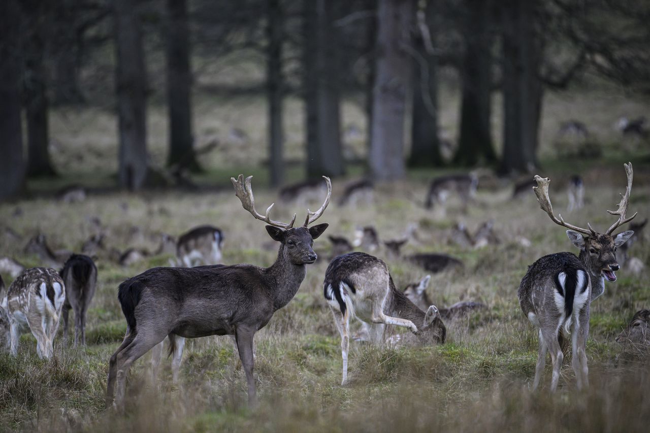 A herd of deer in a field