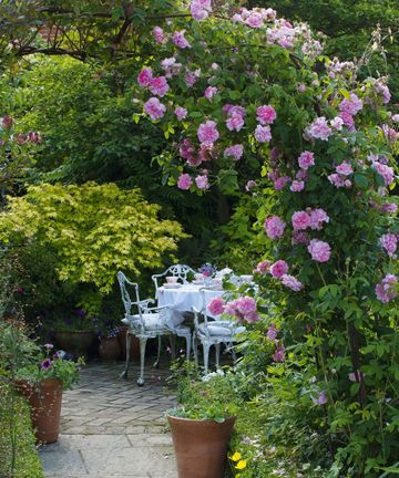 Best climbing plants for arches: 10 easy ideas for your garden | Homes ...