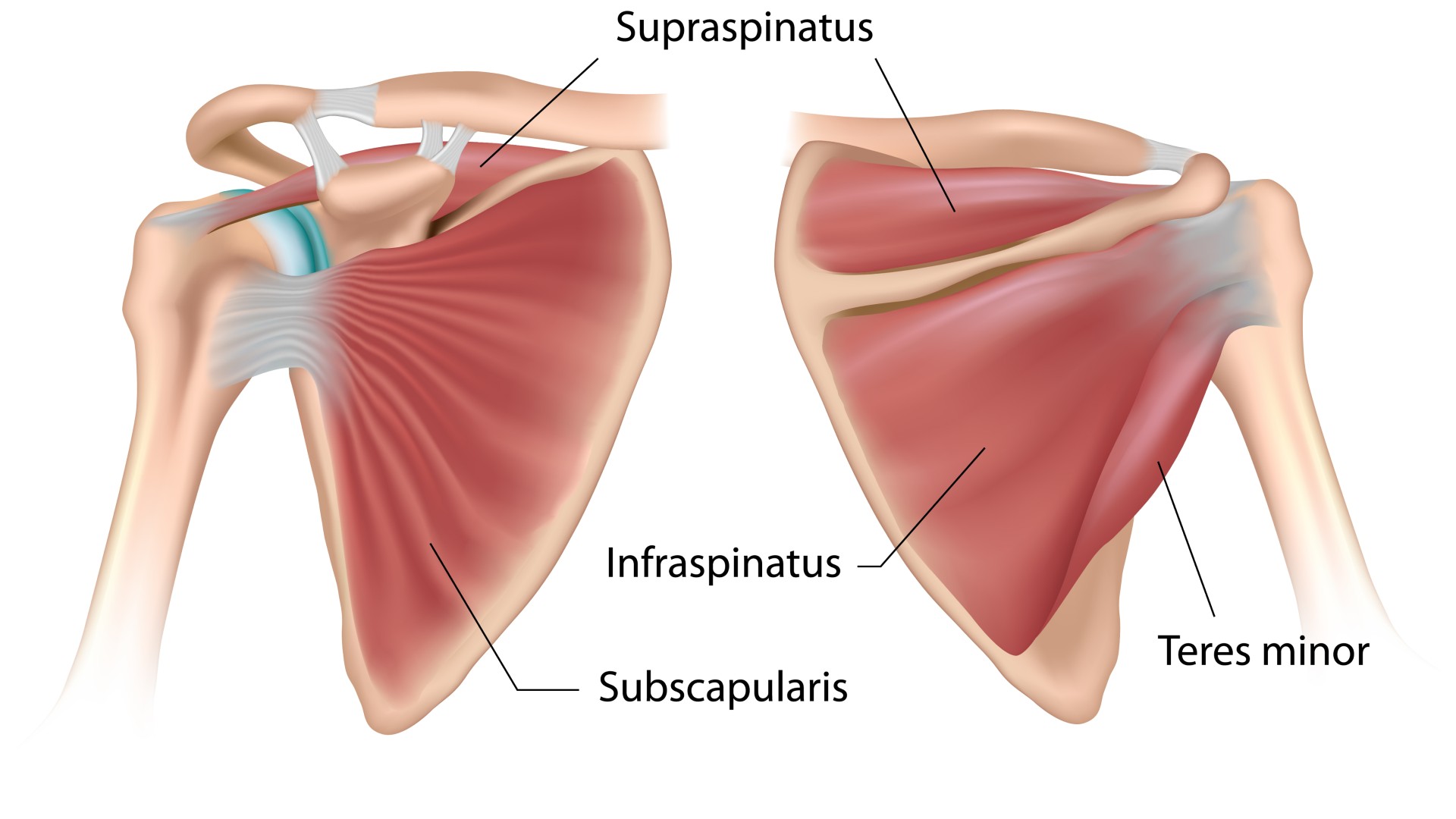 Shoulder anatomy rotator cuff muscles anterior and posterior view