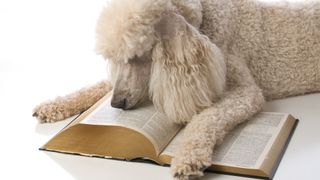 Poodle reading book