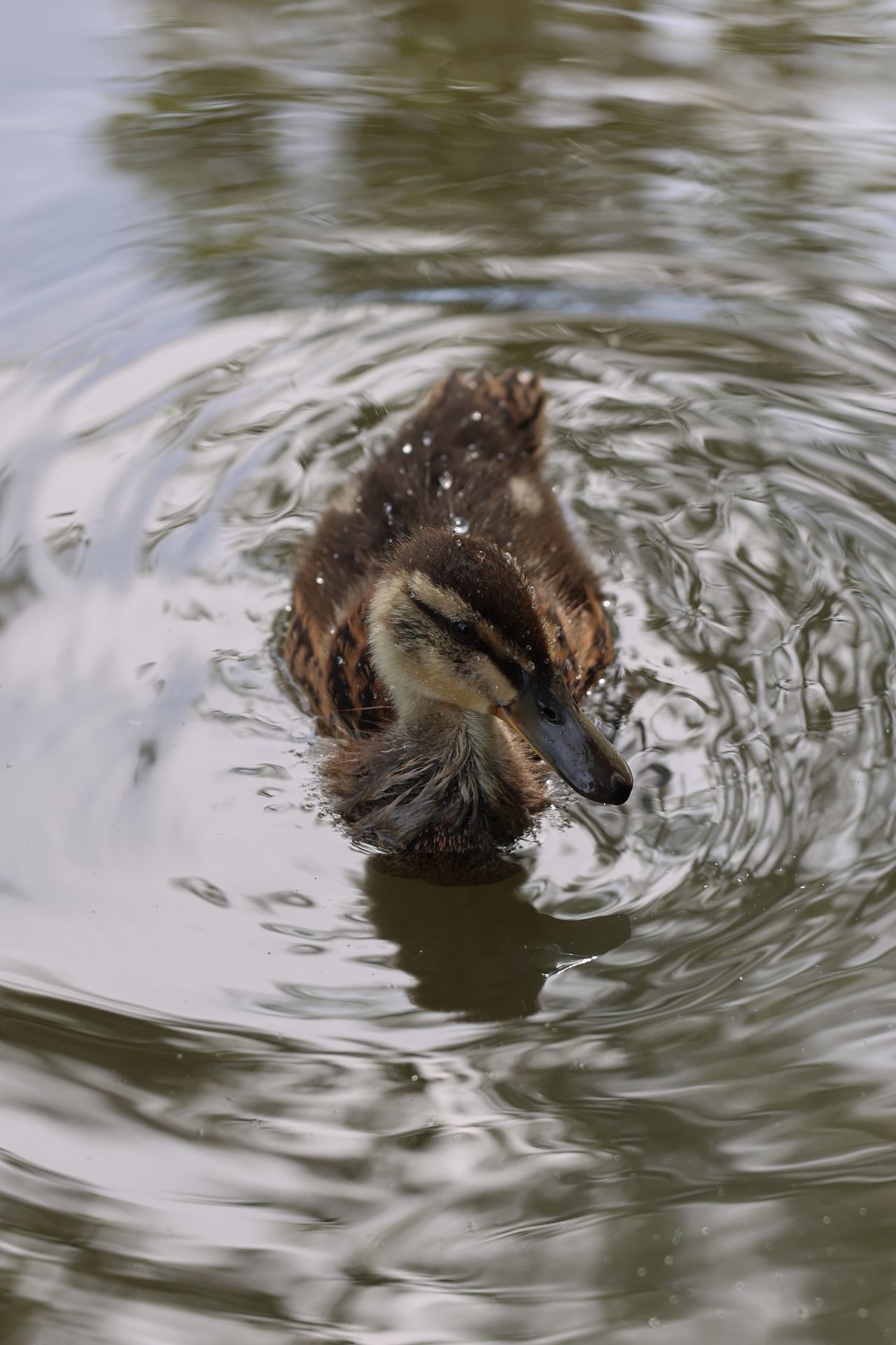 A photo of a bird taken on a Canon EOS R6 Mark III
