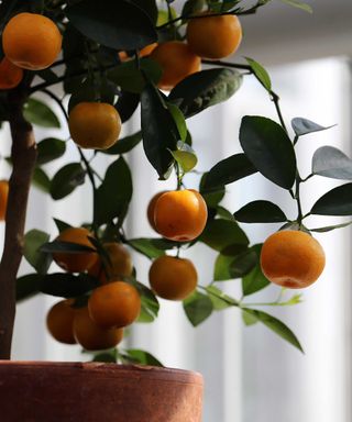 indoor citrus tangerine tree
