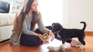 Owner trying to get her puppy to play with toys