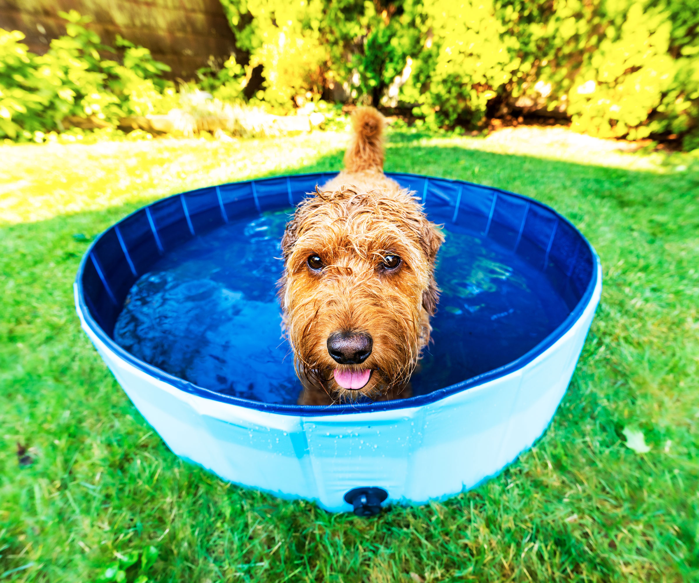 dog in paddling pool on lawn