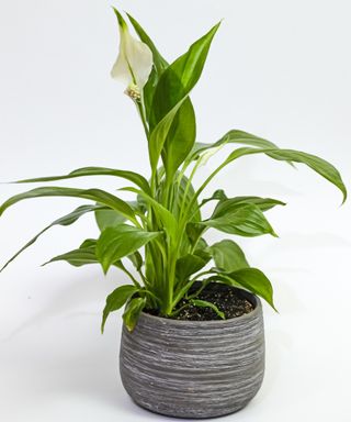peace lily plant in a pot