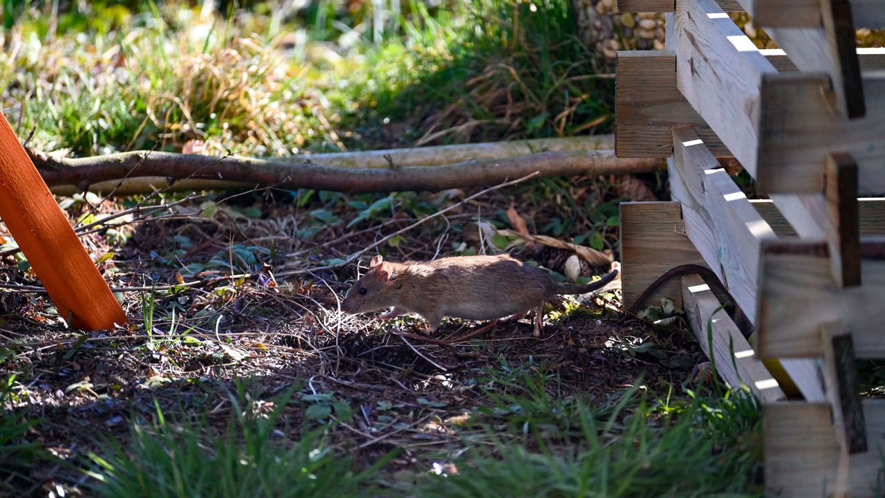 Rat running away from wooden compost bin