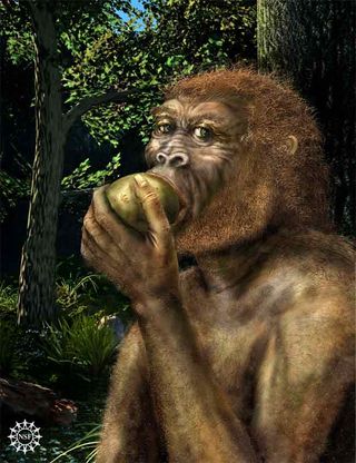 The first specimen of Paranthropus boisei, also called Nutcracker Man, was reported by Mary and Louis Leakey in 1959 from a site in Olduvai Gorge, Tanzania.